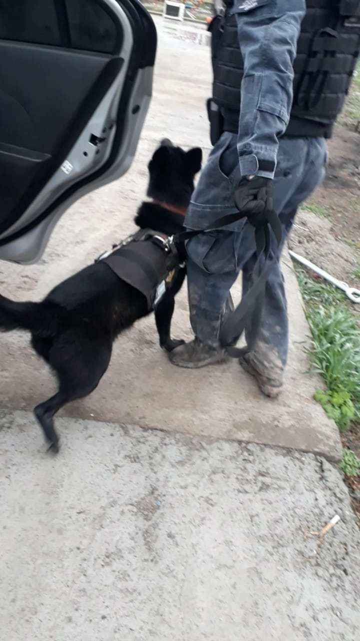 El perro antidrogas descubrió dónde la pareja narcomenudista escondía la marihuana en La Carlota.