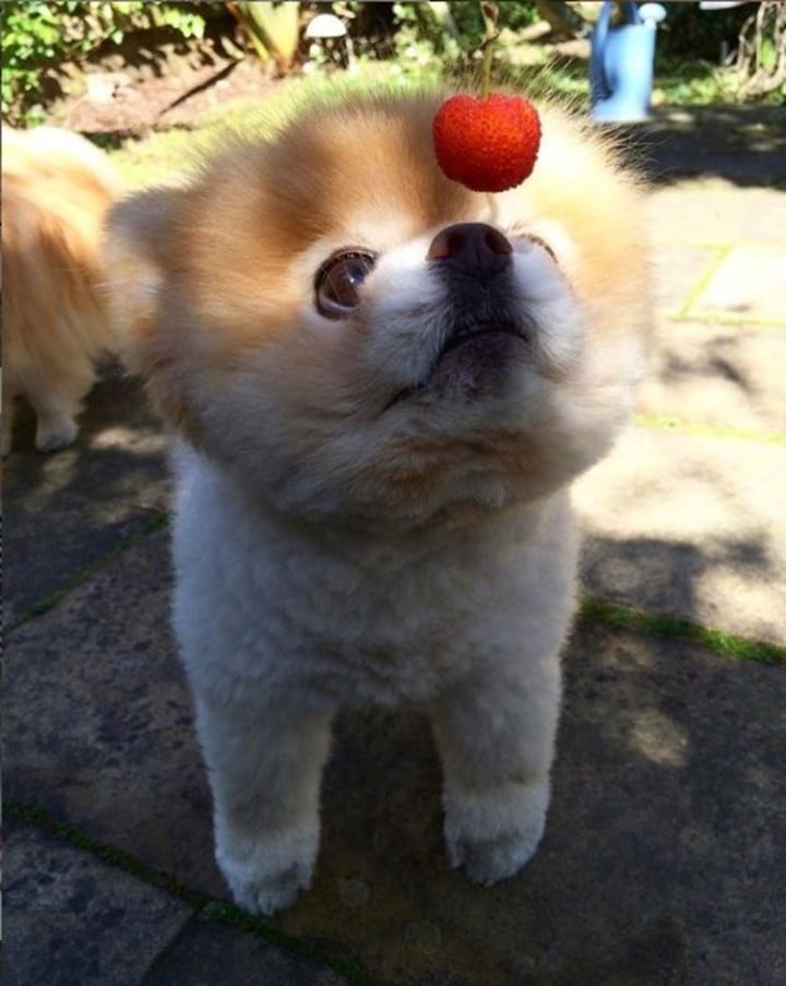 Boo, el perro más lindo del mundo (Web)