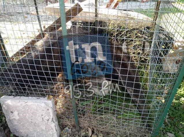 Rescataron a un oso hormiguero gigante en Goya. (Foto: TN Goya)