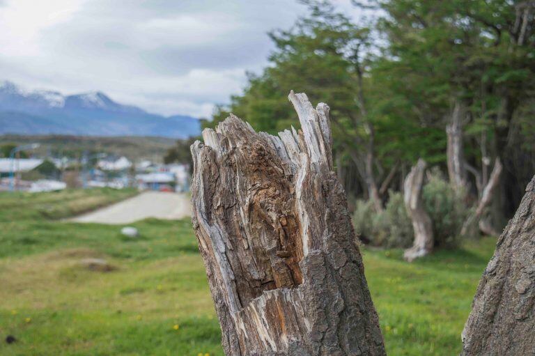 Bosques usurpados Ushuaia