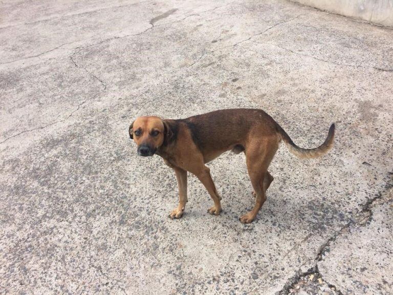 Un perro espera a su dueño en la puerta del hospital donde murió