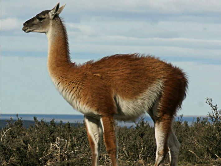 en mayo comenzará la caza de guanaco para su comercialización