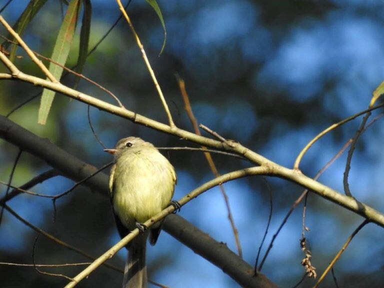 Piojito Picudo (Facebook Aves Salta Club de Observadores, por Pablo Mealla)