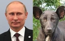 Perro Vladimir Putin (Web)