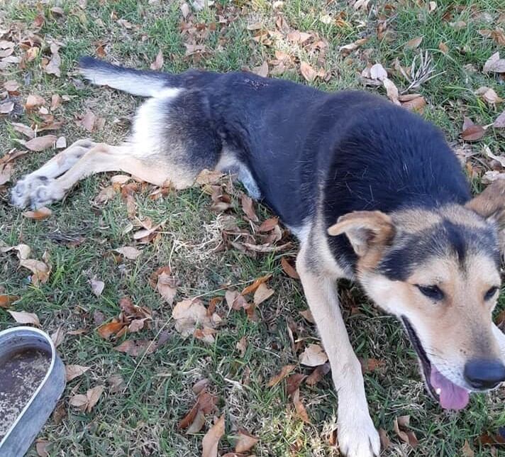 El perro Atón recibió un disparo en la columna que lo dejó sin movilidad posterior