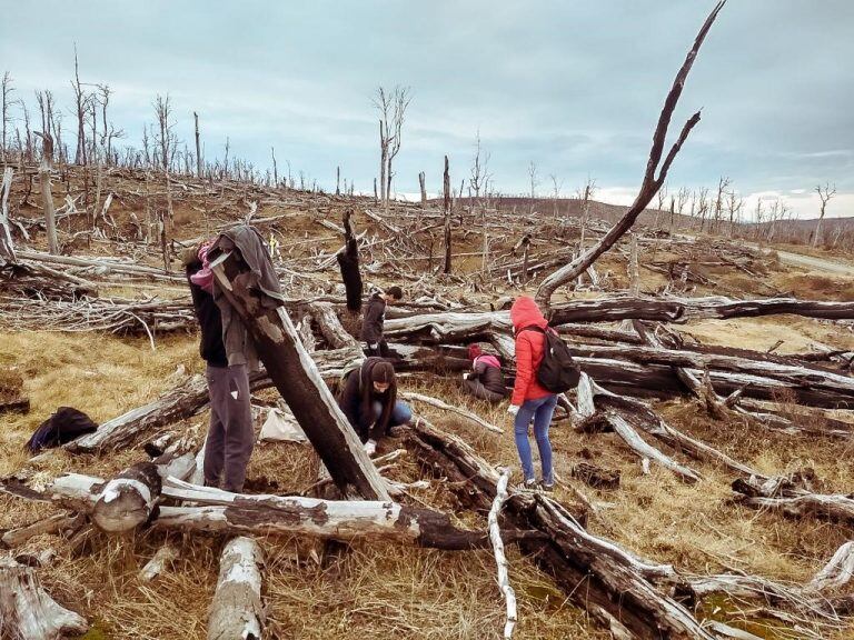 Restauración de bosque nativo (web)