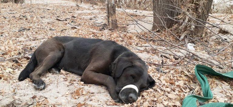 Así fue encontrado "Thor", a la vera del río San Antonio. (Foto: Facebook / Muni Mascotas Villa Carlos Paz).