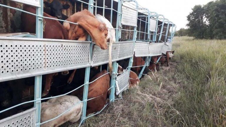 La hacienda del acoplado volcado quedó encerrada (La Arena)