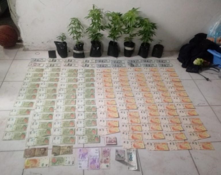 Jardinero desafortunado: cultivaba marihuana y lo descubrieron por colgarse de la luz. (Policía de Salta)