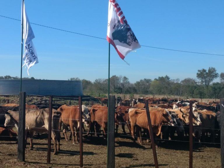 Misiones. Unas 700 cabezas de ganado vacuno, caprino, ovino y equino serán vendidas durante la Expo de la Sociedad Rural de Misiones. (Misiones Online)