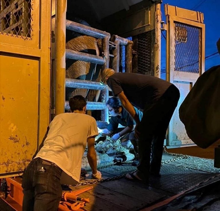 Mara la elefanta que viaja desde el barrio de Palermo a Brasil, en su cabina de transporte. (Ecoparque)