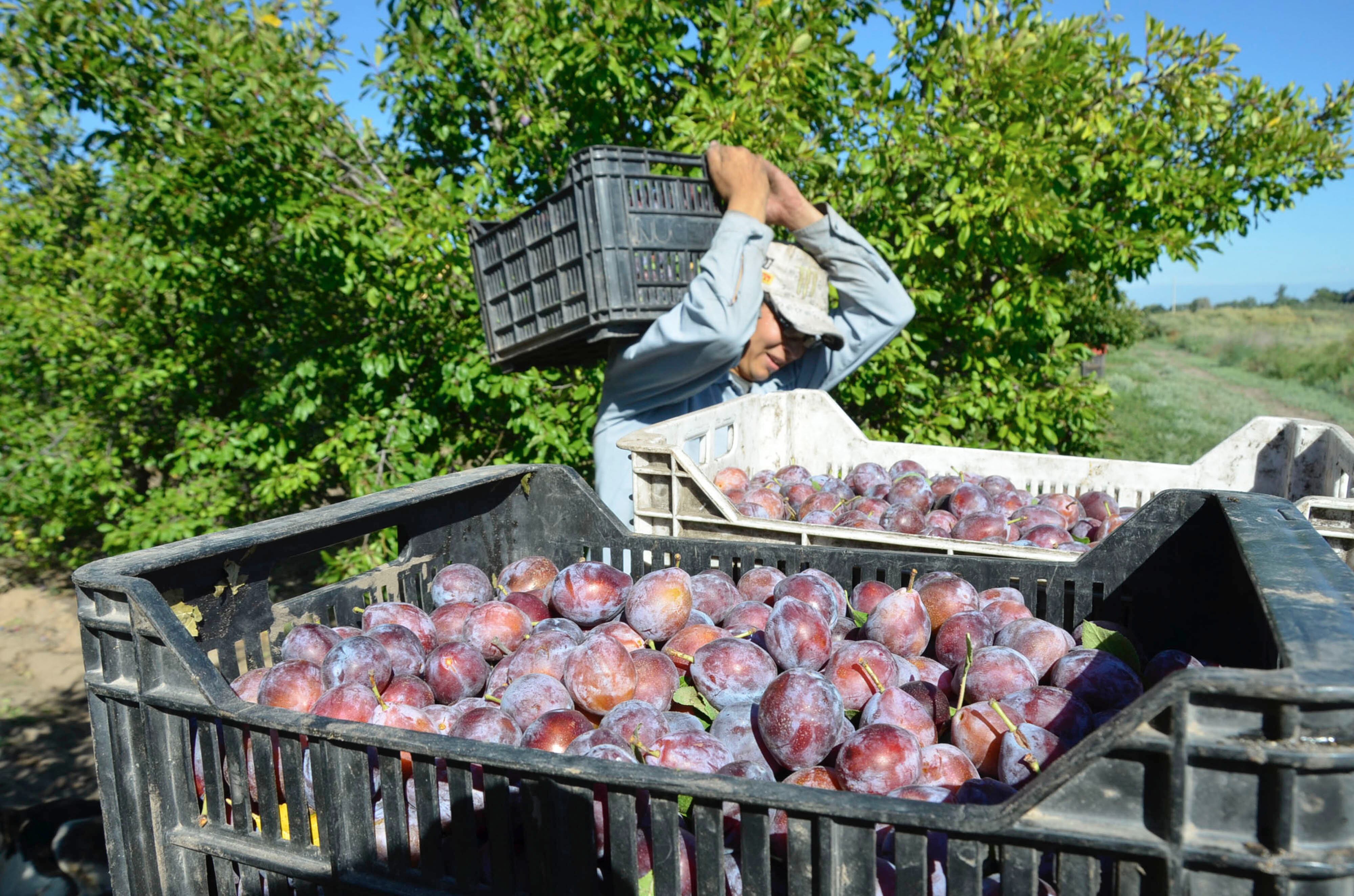 Perspectivas 2020: el agro, entre oportunidades y la búsqueda de certezas