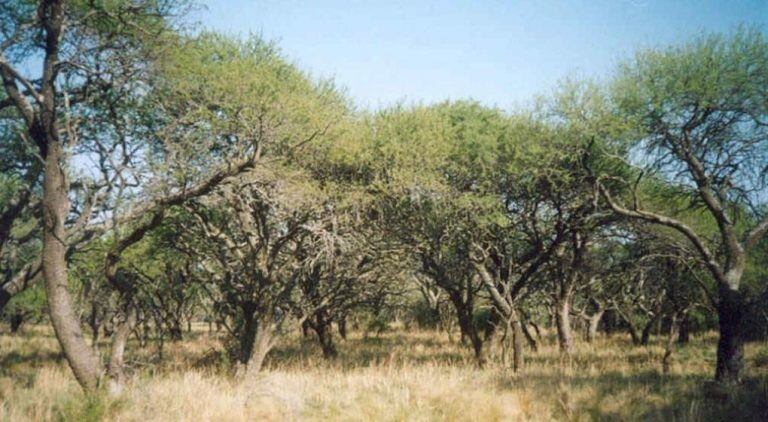 El bosque de caldén (La Voz)