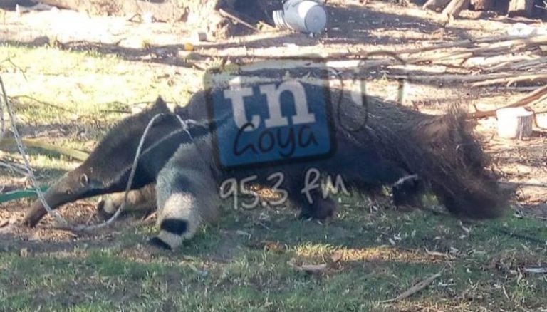 Rescataron a un oso hormiguero gigante en Goya. (Foto: TN Goya)