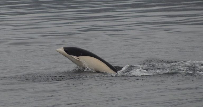 Delfín Liso  - estrecho de Magallanes . Fotos: Marco Pinto – Torres, Centro de Investigación Dinámica de Ecosistemas Marinos de Altas Latitudes (Ideal).