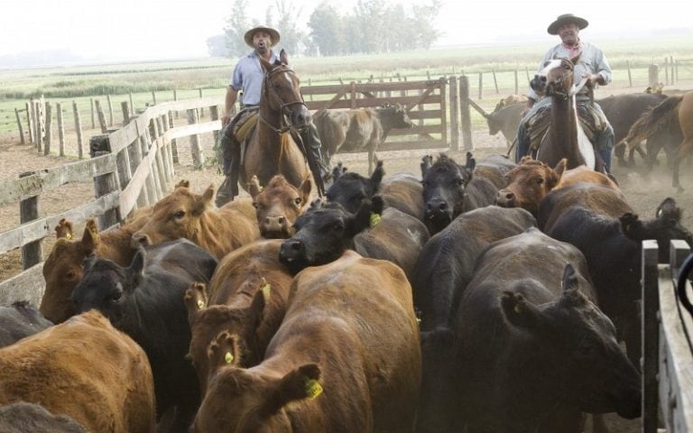 La vacunación es obligatoria para todo el rodeo (Senasa)