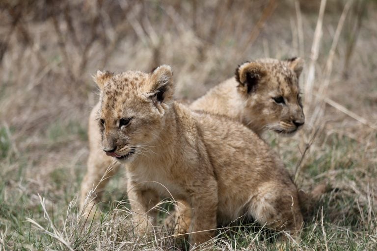 Los leones cachorros Isabel y Víctor juegan en el centro de conservación Ukutula de Brtiz, Sudáfrica. Crédito: EFE/Kim Ludbrook