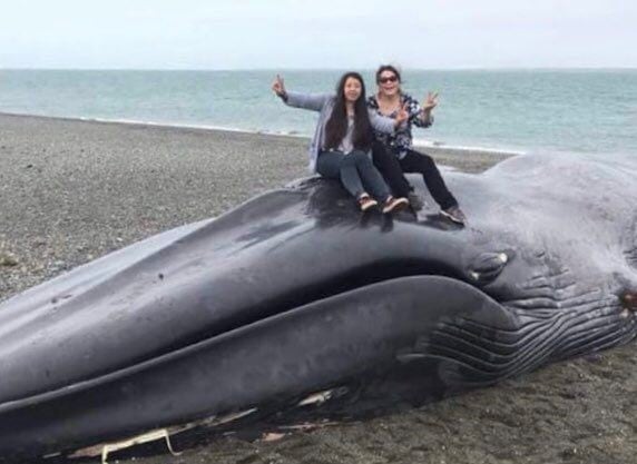 Ballena maltratada en Chile