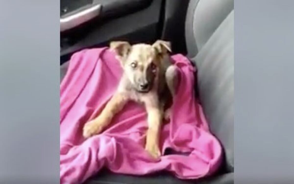 Abandonaron a un cachorro ciego al lado de una autopista