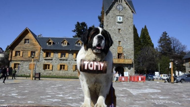 Perro san Bernardo, centro Cívico, Bariloche.