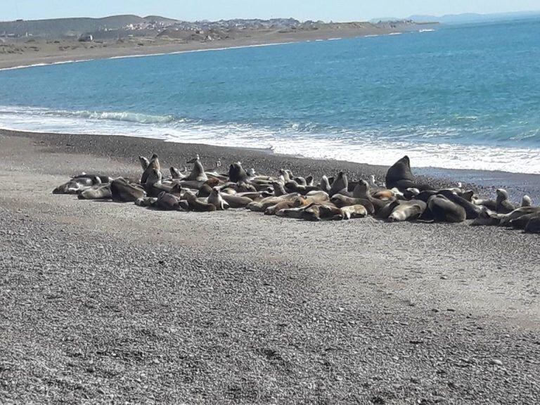 reserva de lobos marinos