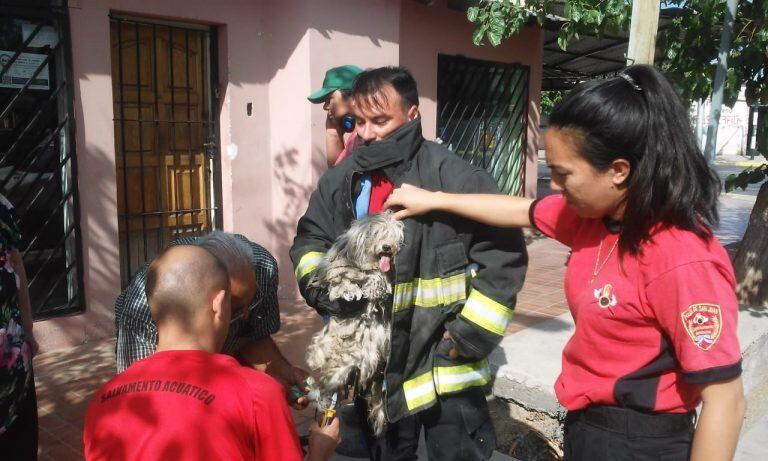 El caniche estaba atado a la reja de una casa.