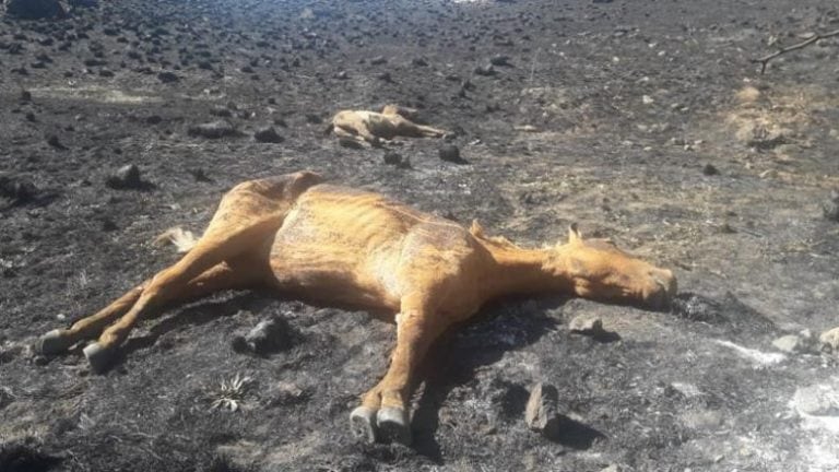 Caballos sacrificados en Sierras Chicas (Gentileza ElDoceTv)