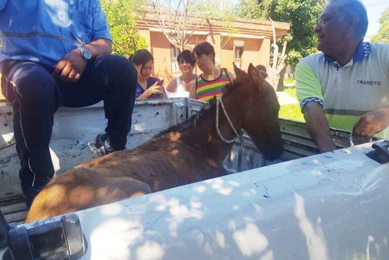 Rescataron a yegua que habría sido violada por un carrero