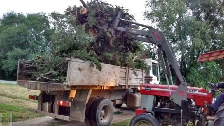 Hasta el 31 de julio está habilitada la poda