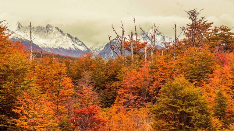 Otoño en Tierra del Fuego. Foto: León González.