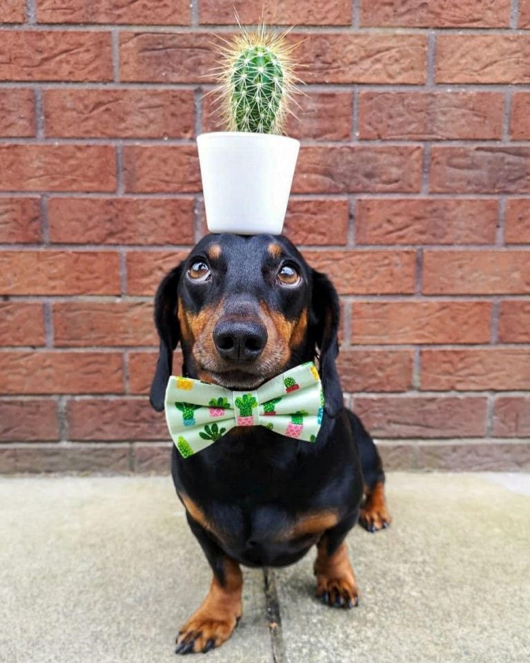 Un perro se hizo viral por hacer equilibrio con objetos sobre su cabeza