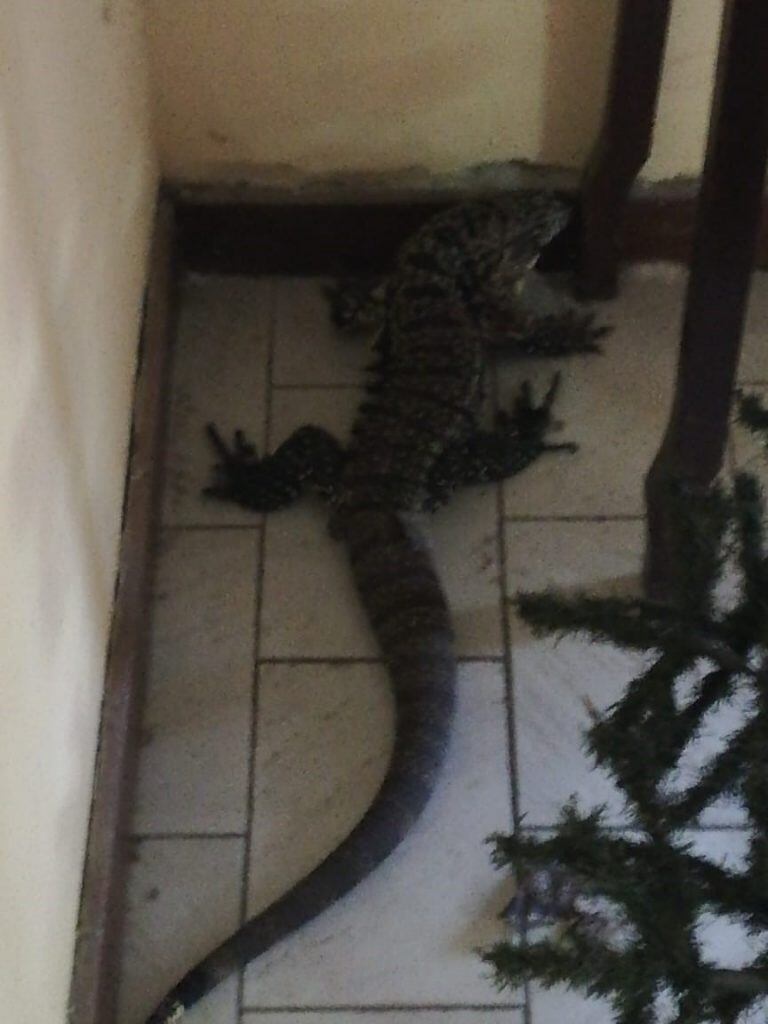 Lagarto Overo encontrado en el jardín de una casa en Azul