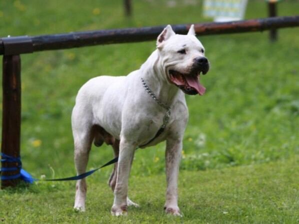 Perro, dogo Argentino