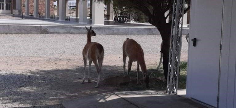 Guanacos