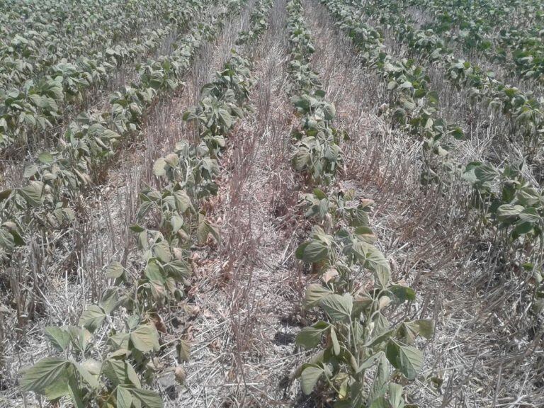 El campo santafesino se vio jaqueado por la sequía en el último tiempo.