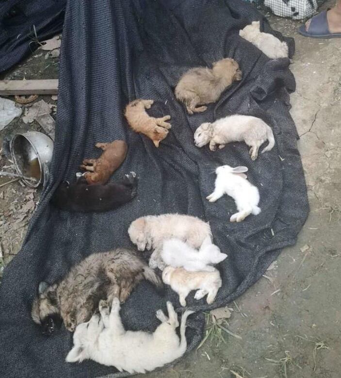 Encontraron 4 mil mascotas muertas y embaladas en un depósito de China (Foto: Utopía)