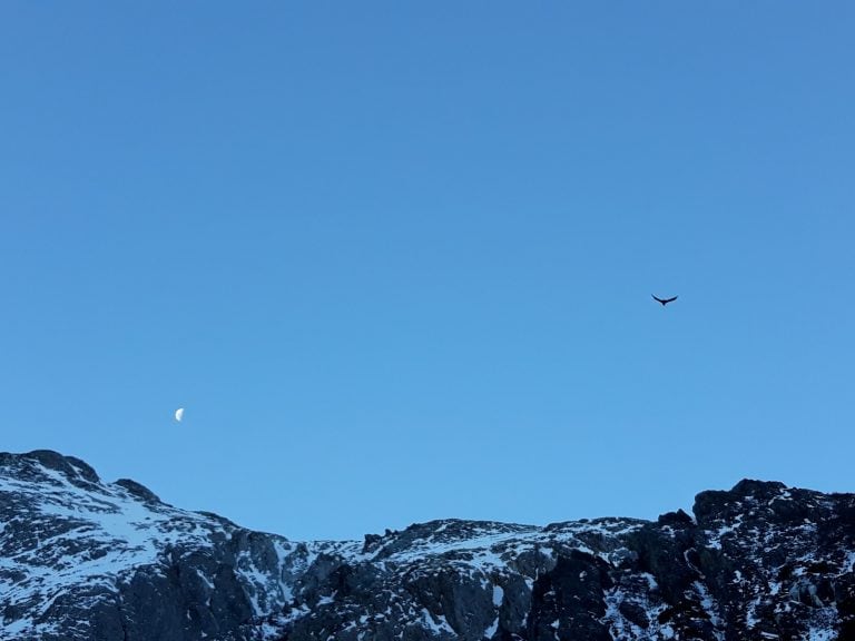 Avistaje de fauna autóctona. Cóndor de los Andes