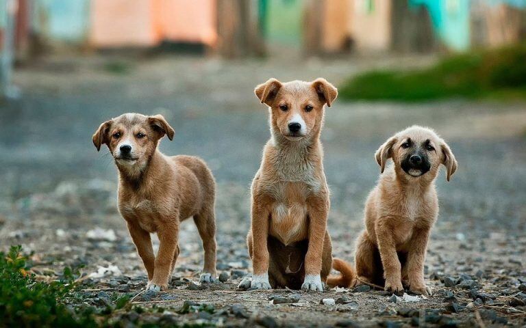 Organizan una jornada de adopción de mascotas en la República de los Niños en La Plata