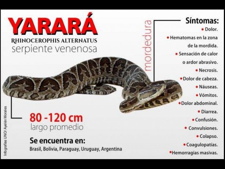 Serpiente Yarará
Crédito: Web