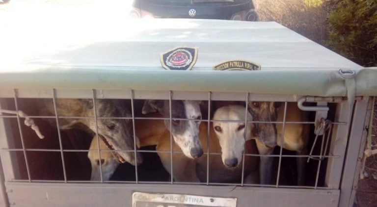 Galgos secuestrados por la Patrulla Rural.