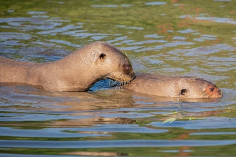 Coco y Alondra la pareja de Nutrias Gigantes en los Esteros del Iberá.