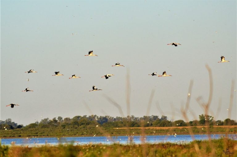 Cigüeñas en Miramar de Ansenuza - Hugo Giraudo