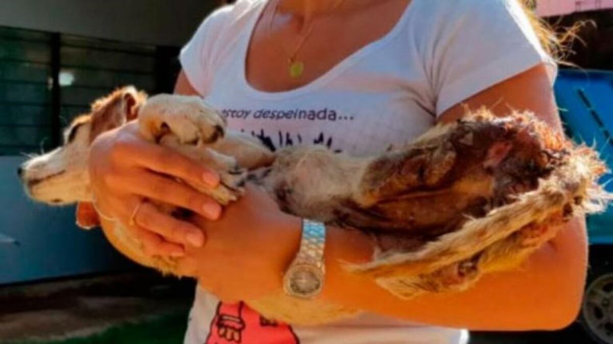 Finalmente encontraron muerta a Mía, la perrita con discapacidad que fue maltratada y abandonada