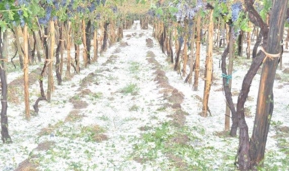 El Seguro Agrícola es un fondo que los compensa ante las pérdidas por heladas y granizo.