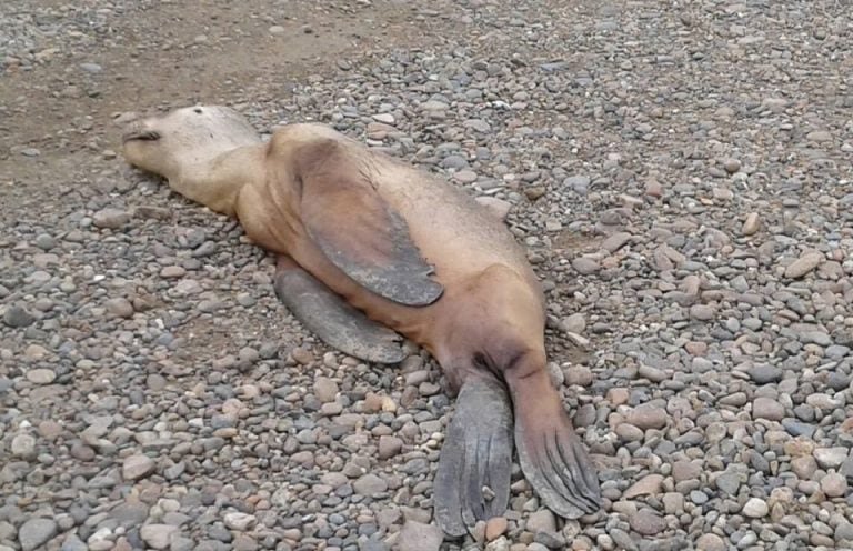 apareció lobo marino muerto en la colonia de caleta olivia