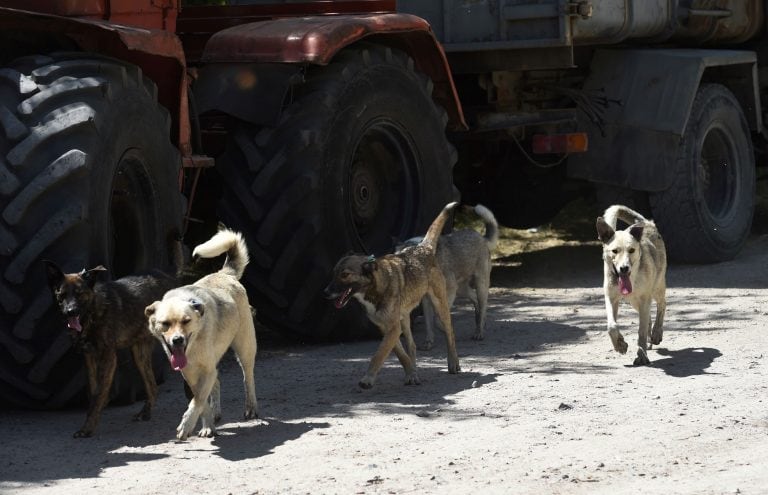 Carlos Linares hizo hincapié en el negocio clandestino que hay detrás de la crianza de un perro.