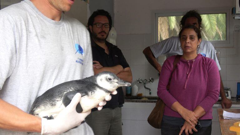 Así fue liberado Pijuí, el pingüino rescatado en una casa de Córdoba, en Santa Rosa de Calamuchita. (Fundación Mundo Marino)