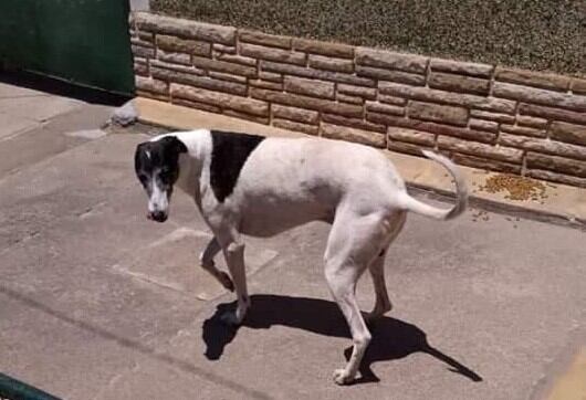 Rolo, el perro galgo desparecido.