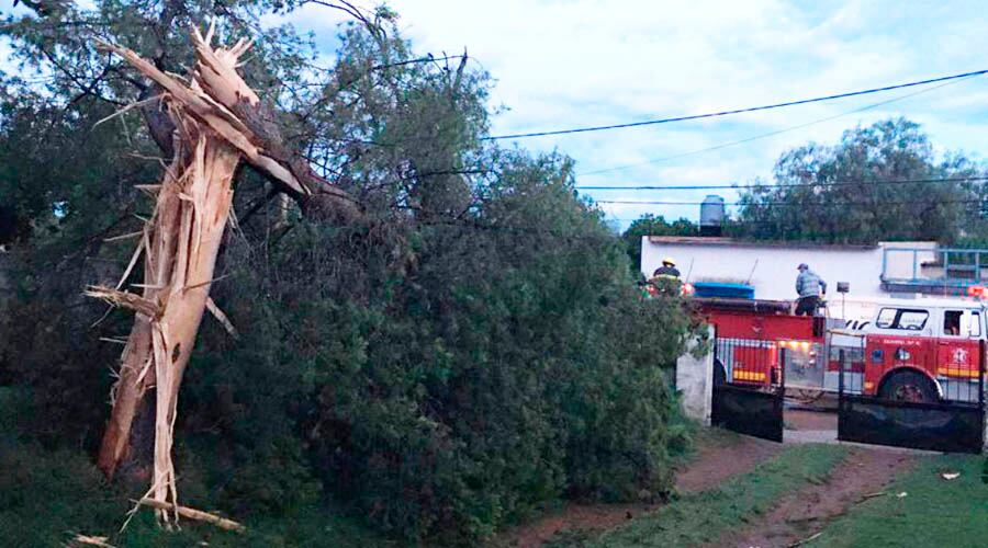 Una centella quebró un pino e inició el incendio 