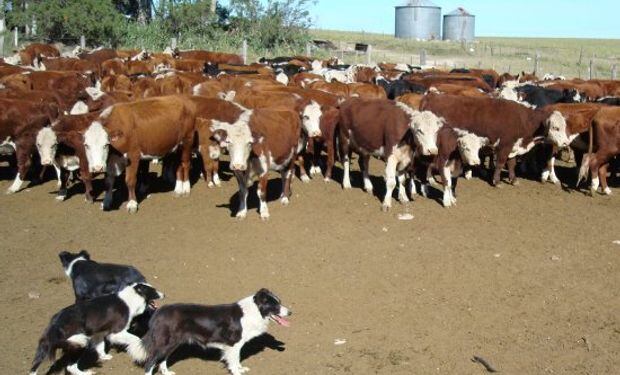 No es recomendable que hayan perros cerca de la manga con ganado, ya que los pone muy nerviosos